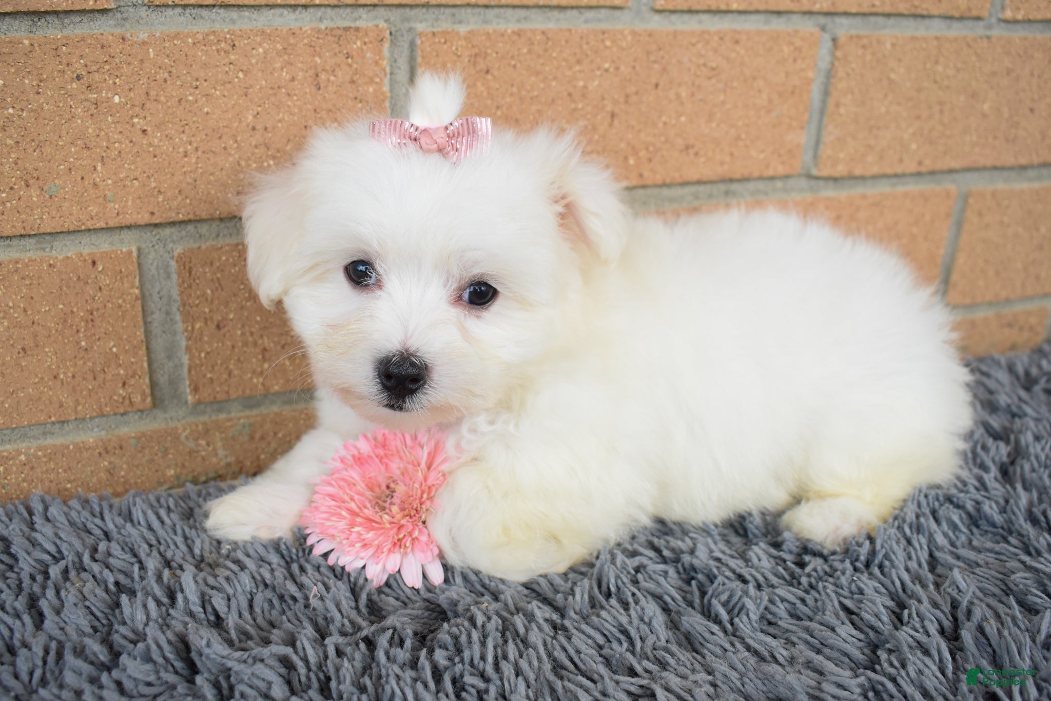 Maltese dogs Bella 🐶💗 - Ad 1