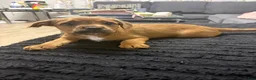 Mixed Breed dogs for sale: Mila - Ad 3
