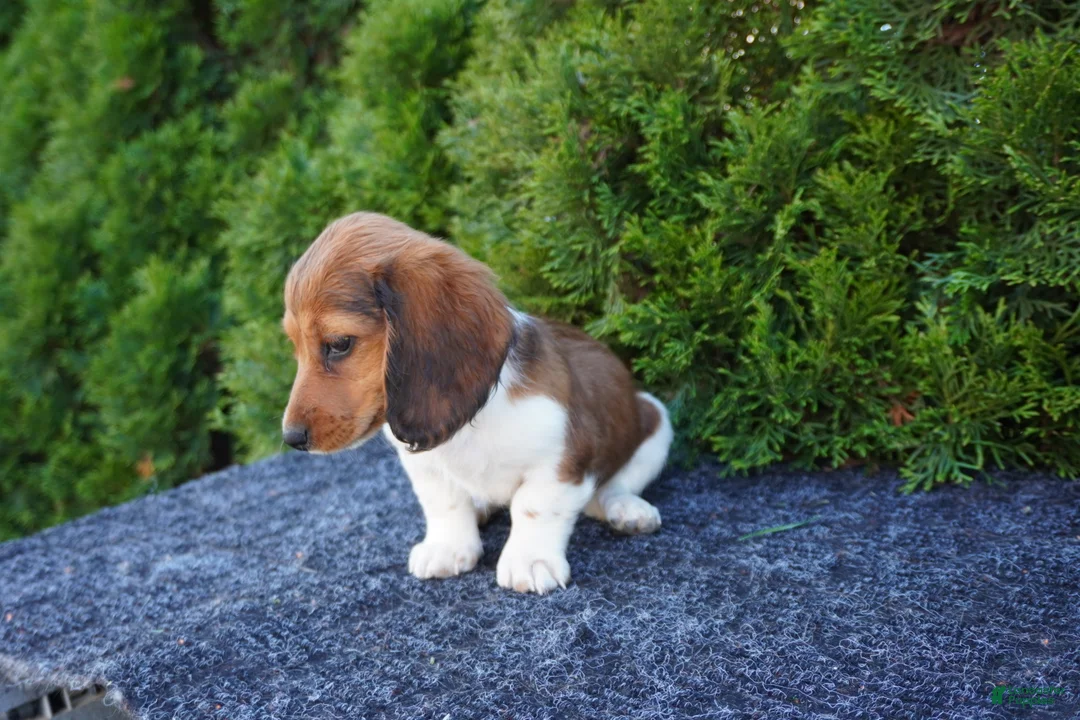 Miniature Dachshund dogs for sale: Bradly - Ad 1