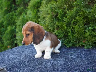 Miniature Dachshund dogs for sale: Bradly - Ad 2