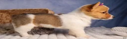 Welsh Corgi Pembroke dogs for sale: Bambi🎀 - Ad 18