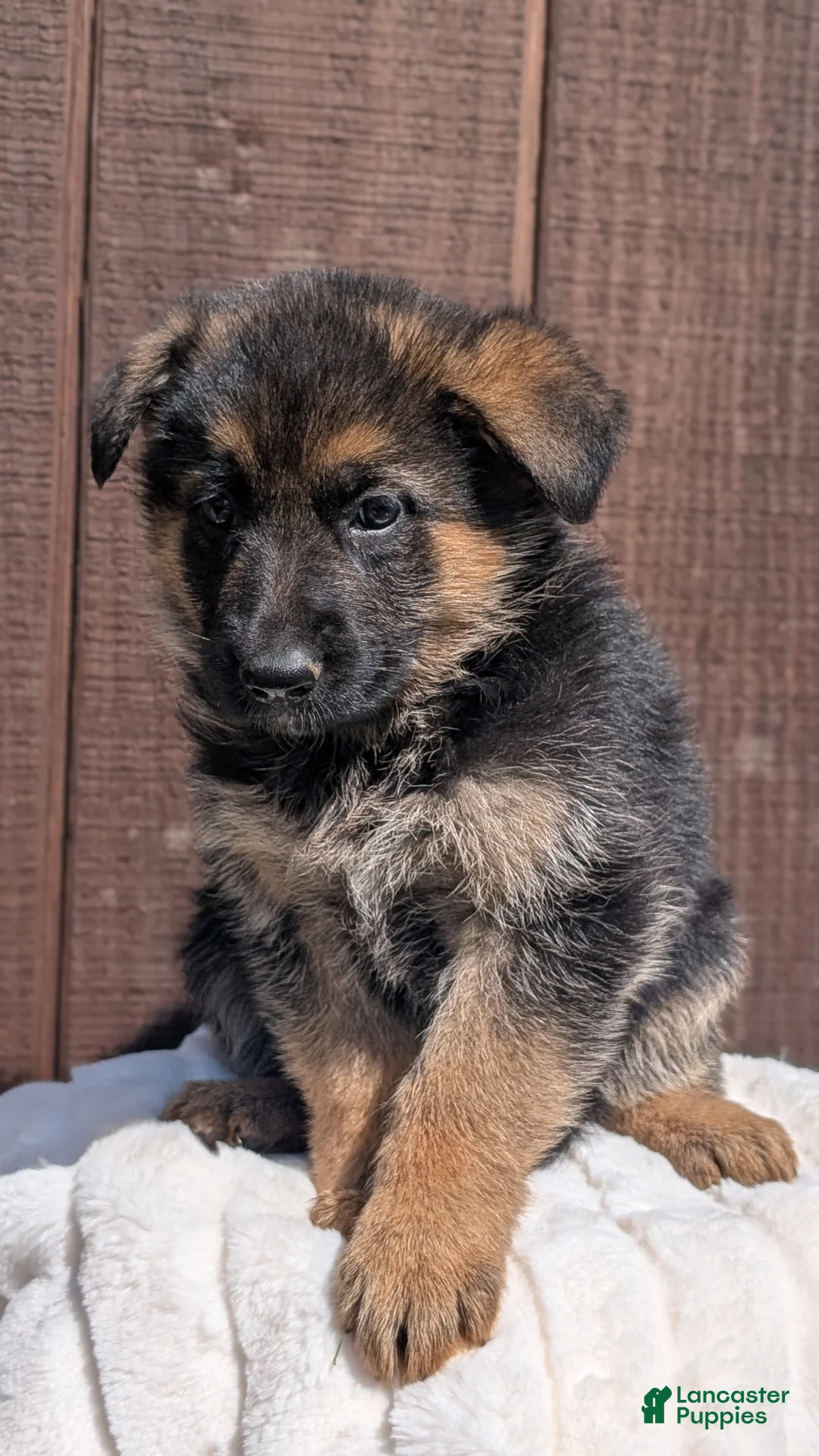 German Shepherd dogs for sale: Zoey - Ad 2