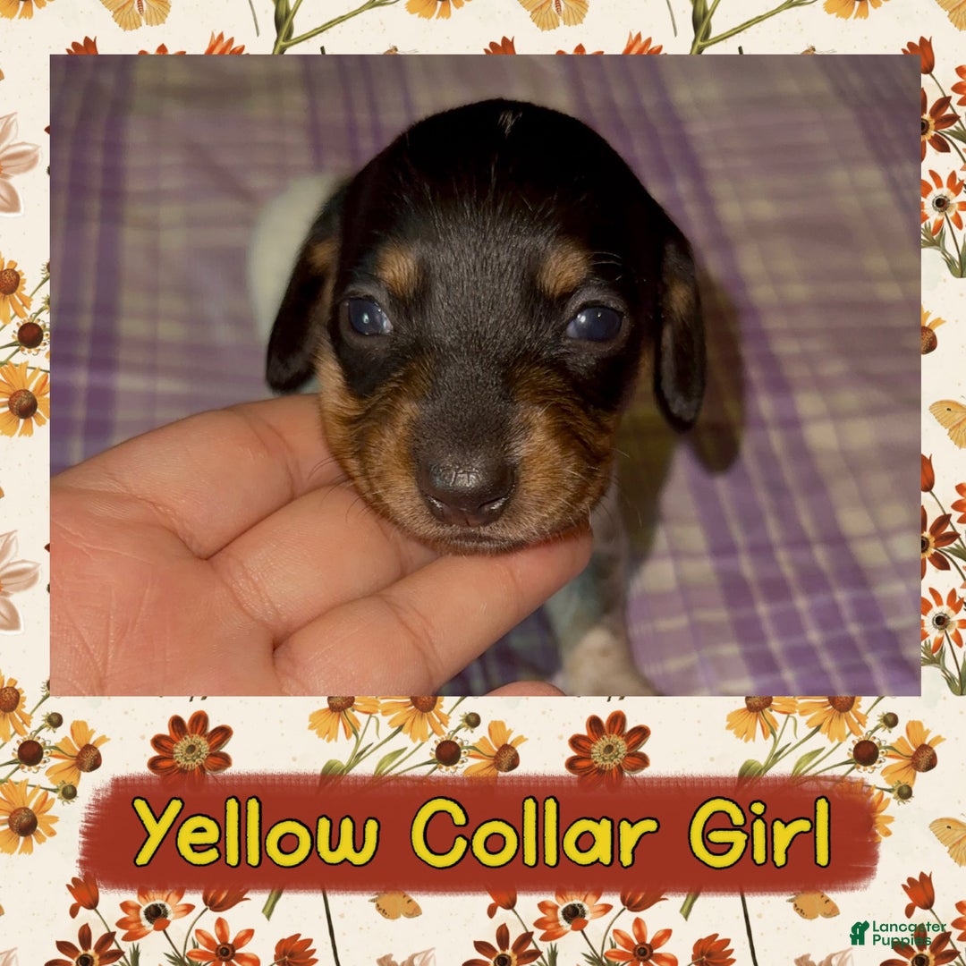 Miniature Dachshund dogs for sale: Yellow Collar Girl - Ad 2