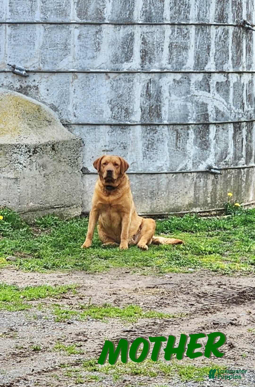 Labrador Retriever dogs for sale: Labrador Retriever Puppy 2 - Ad 4