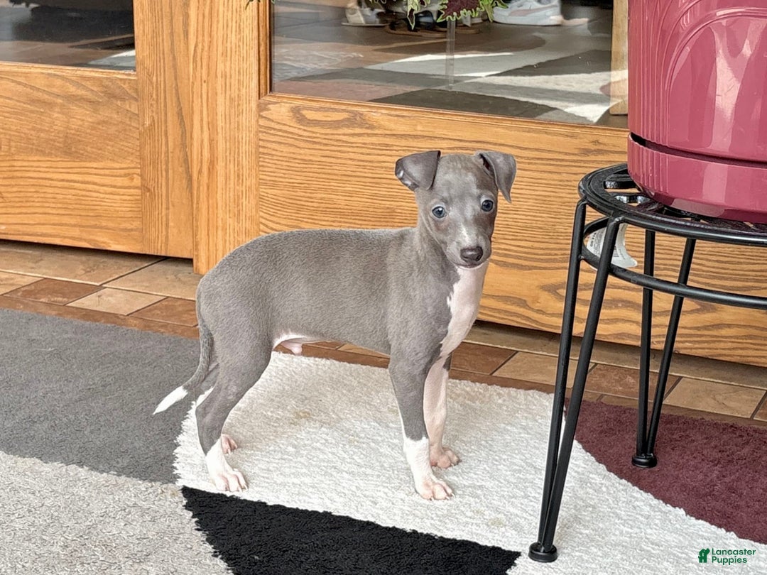 Italian Greyhound dogs for sale: Henry - Ad 2