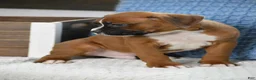 Boxer dogs for sale: Duke - Ad 3