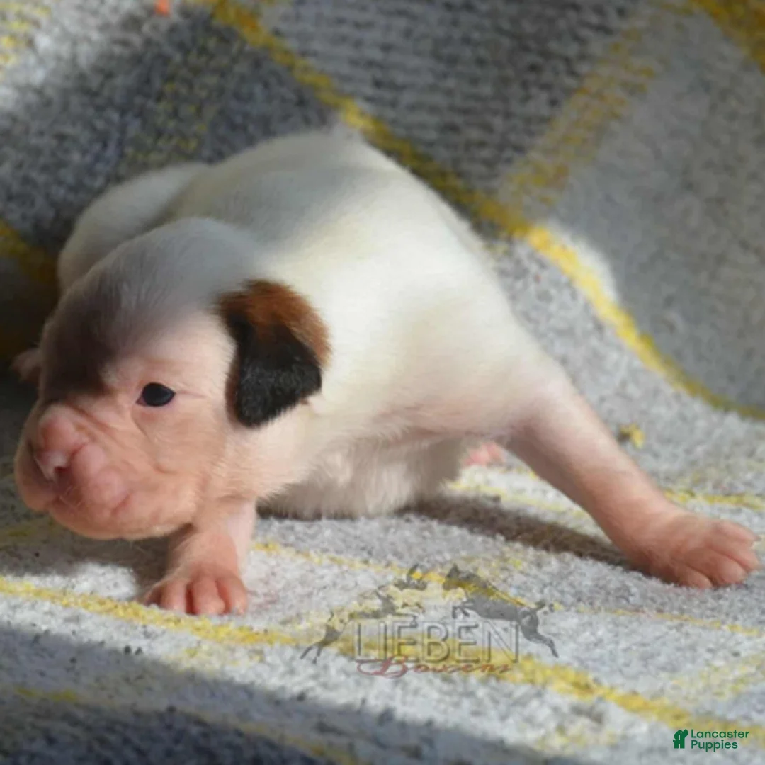 Boxer dogs for sale: Boon - Ad 2