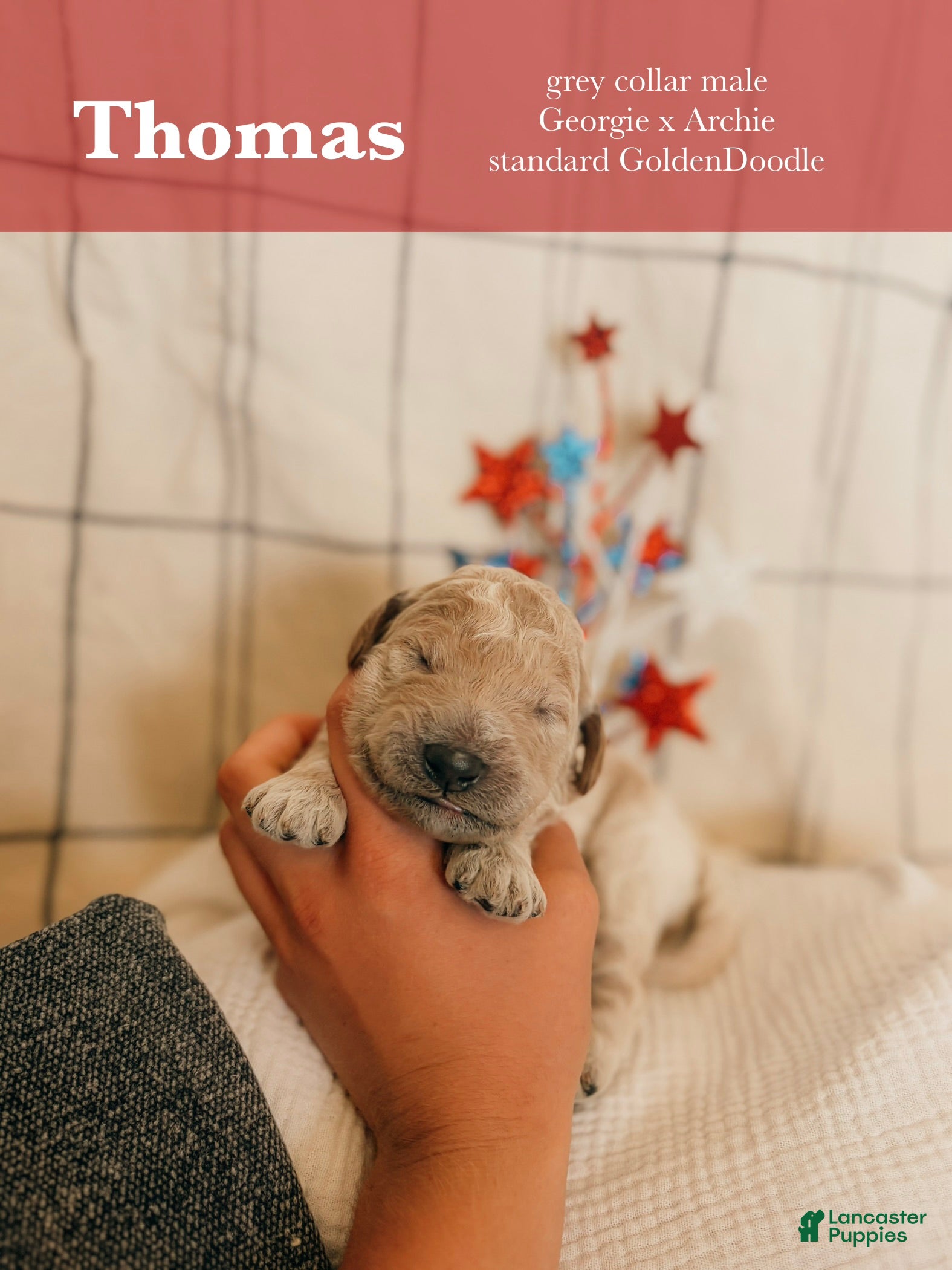 Goldendoodle dogs Thomas - Ad 1