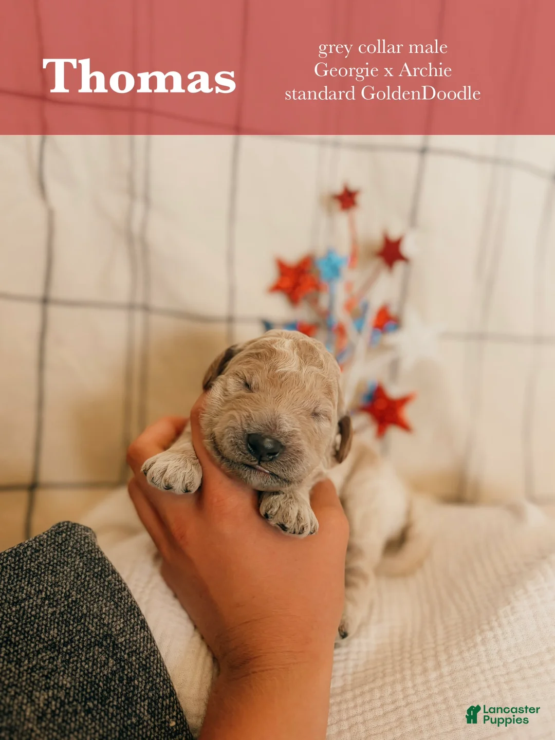 Goldendoodle dogs for sale: Thomas - Ad 1