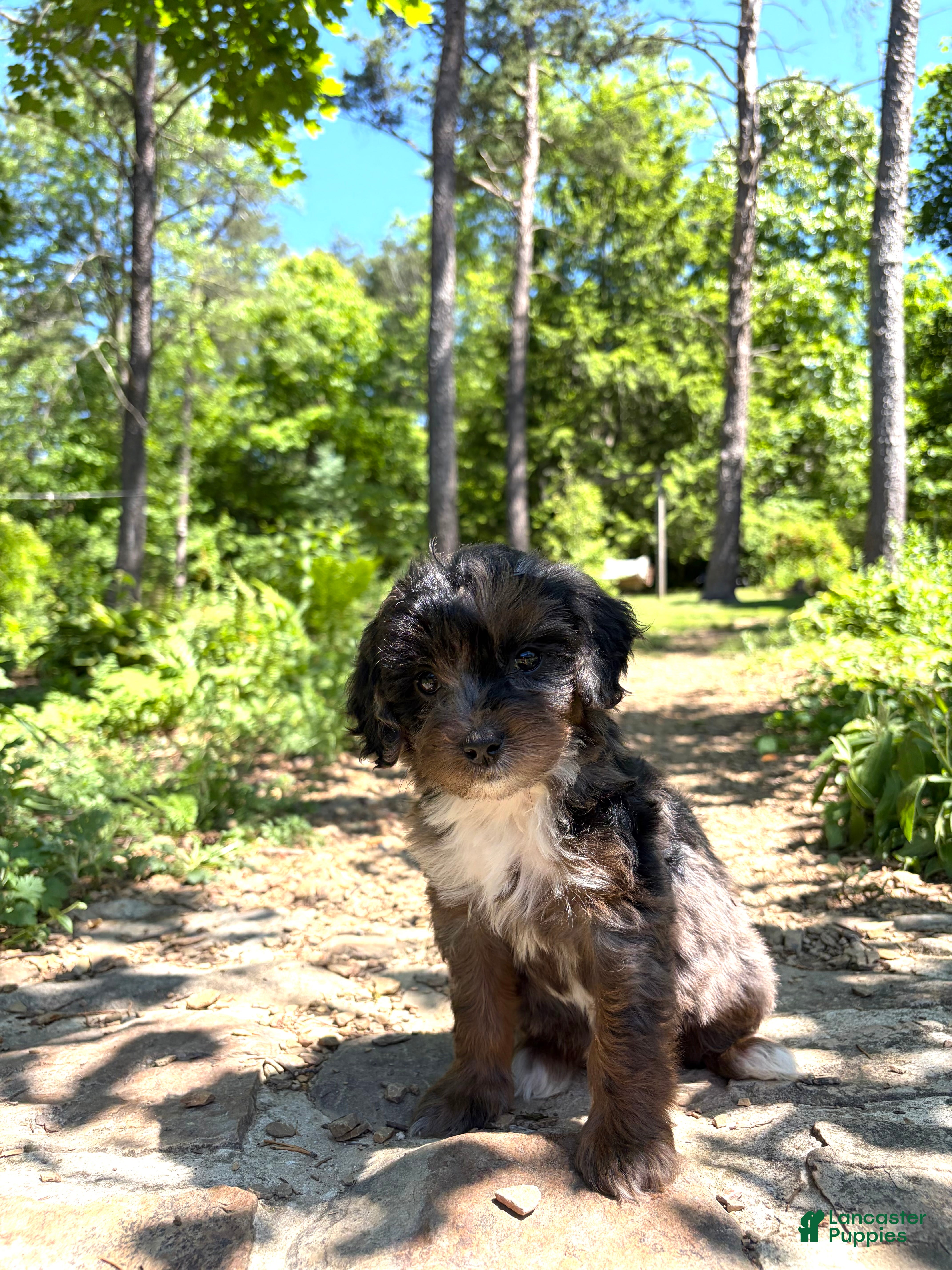 Mini Bernedoodle dogs Pearl - Ad 1