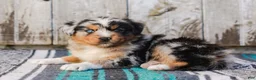 Australian Shepherd dogs for sale: Kayden - Ad 5