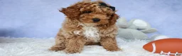 Miniature Poodle dogs for sale: WADE - Ad 14