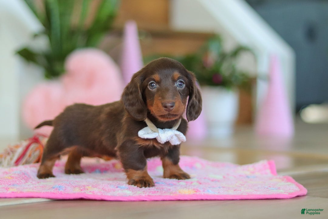 Miniature Dachshund dogs for sale: Skye - Ad 13