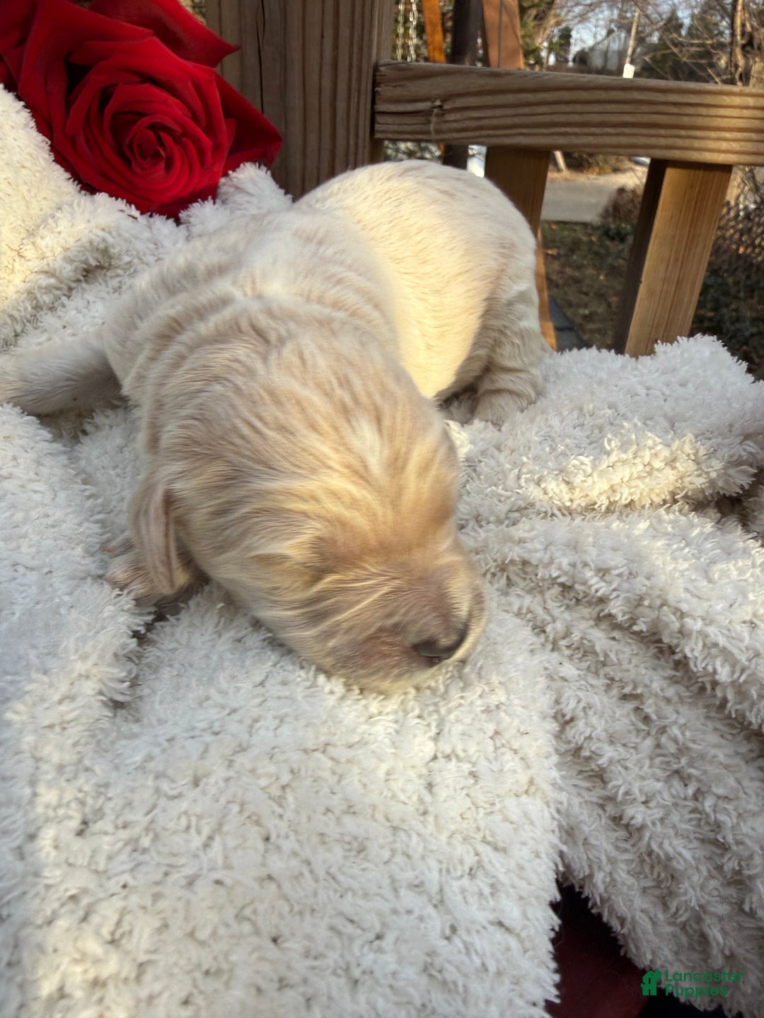 Goldendoodle dogs for sale: Cloud  - Ad 3