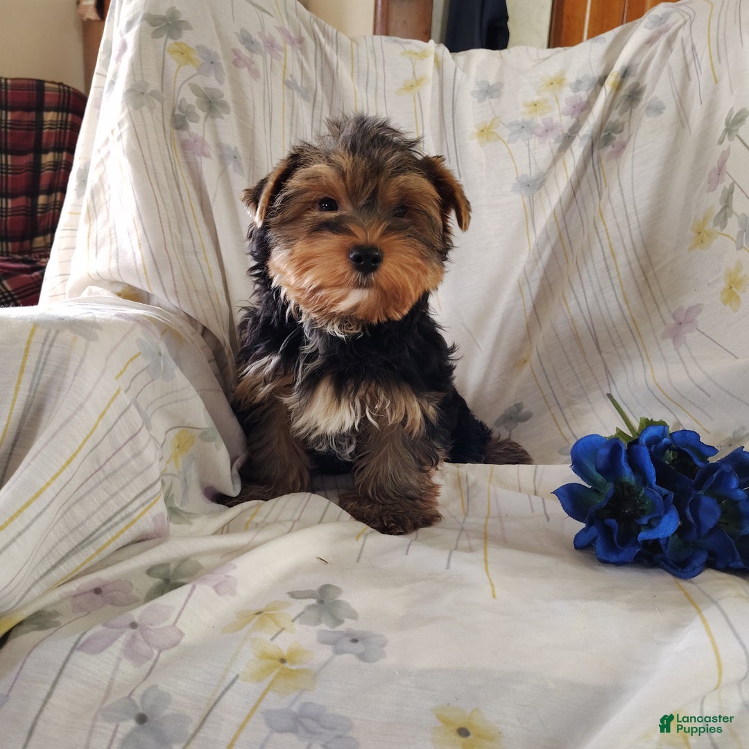 Yorkshire Terrier dogs for sale: Robbie - Ad 10