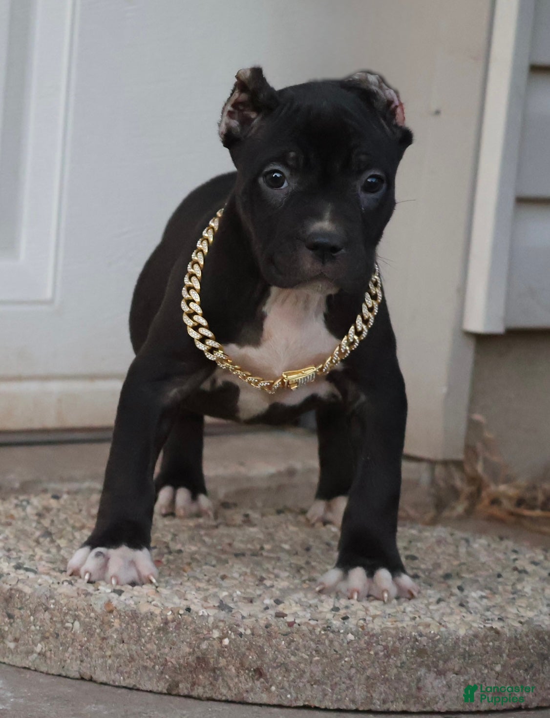 American Bully dogs Valentina - Ad 1