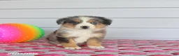 Miniature Australian Shepherd dogs for sale: Asher - Ad 3