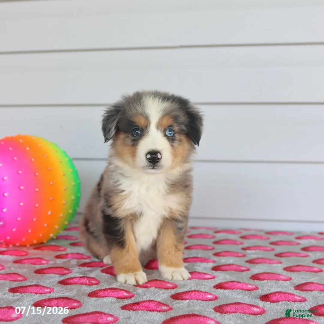 Miniature Australian Shepherd dogs for sale: Asher - Ad 3