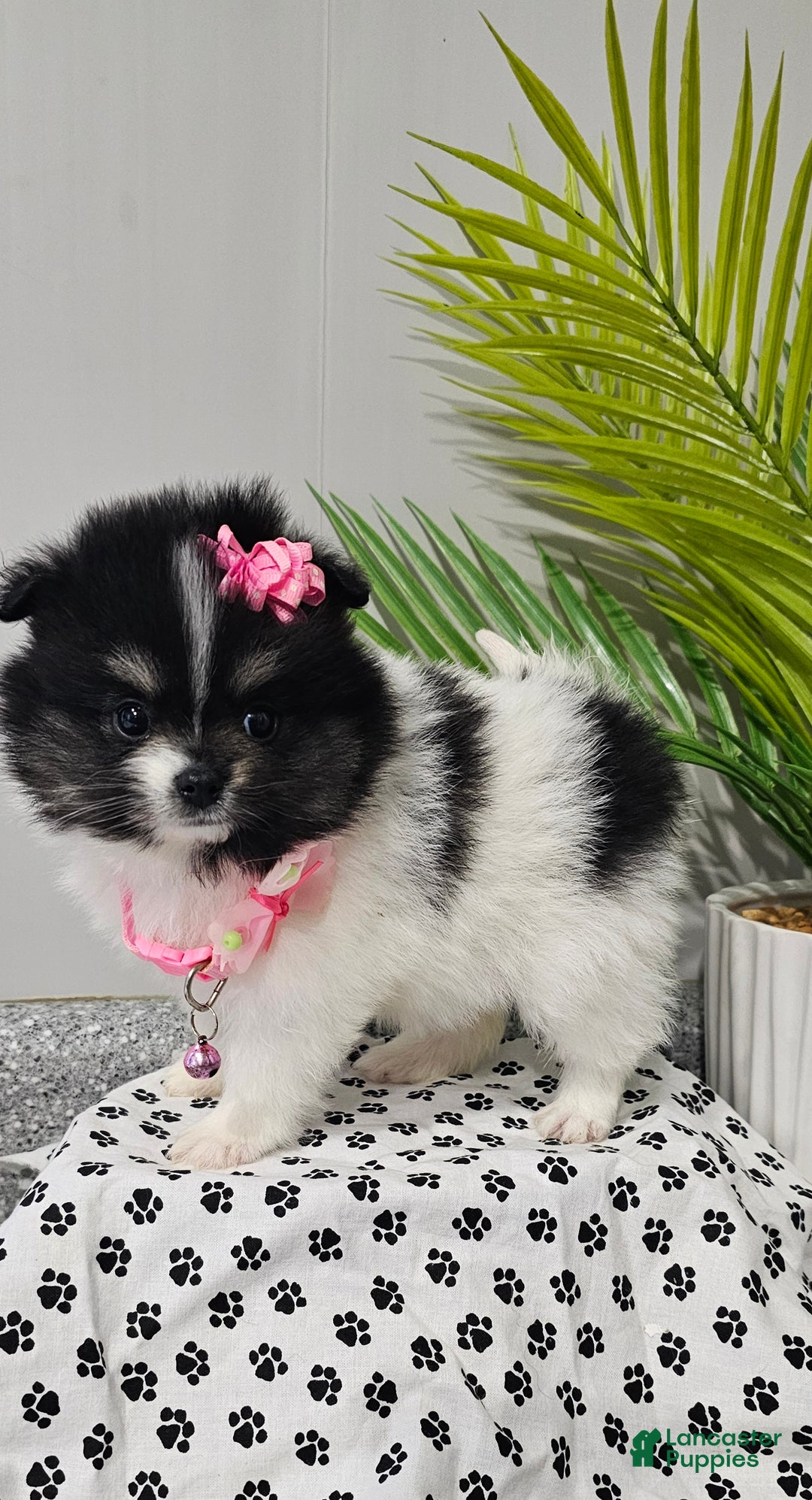 Pomeranian dogs for sale: Roxie  - Ad 3