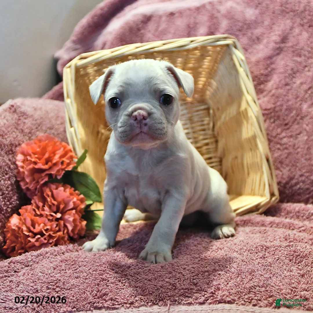 Frenchton dogs for sale: Silky - Ad 1