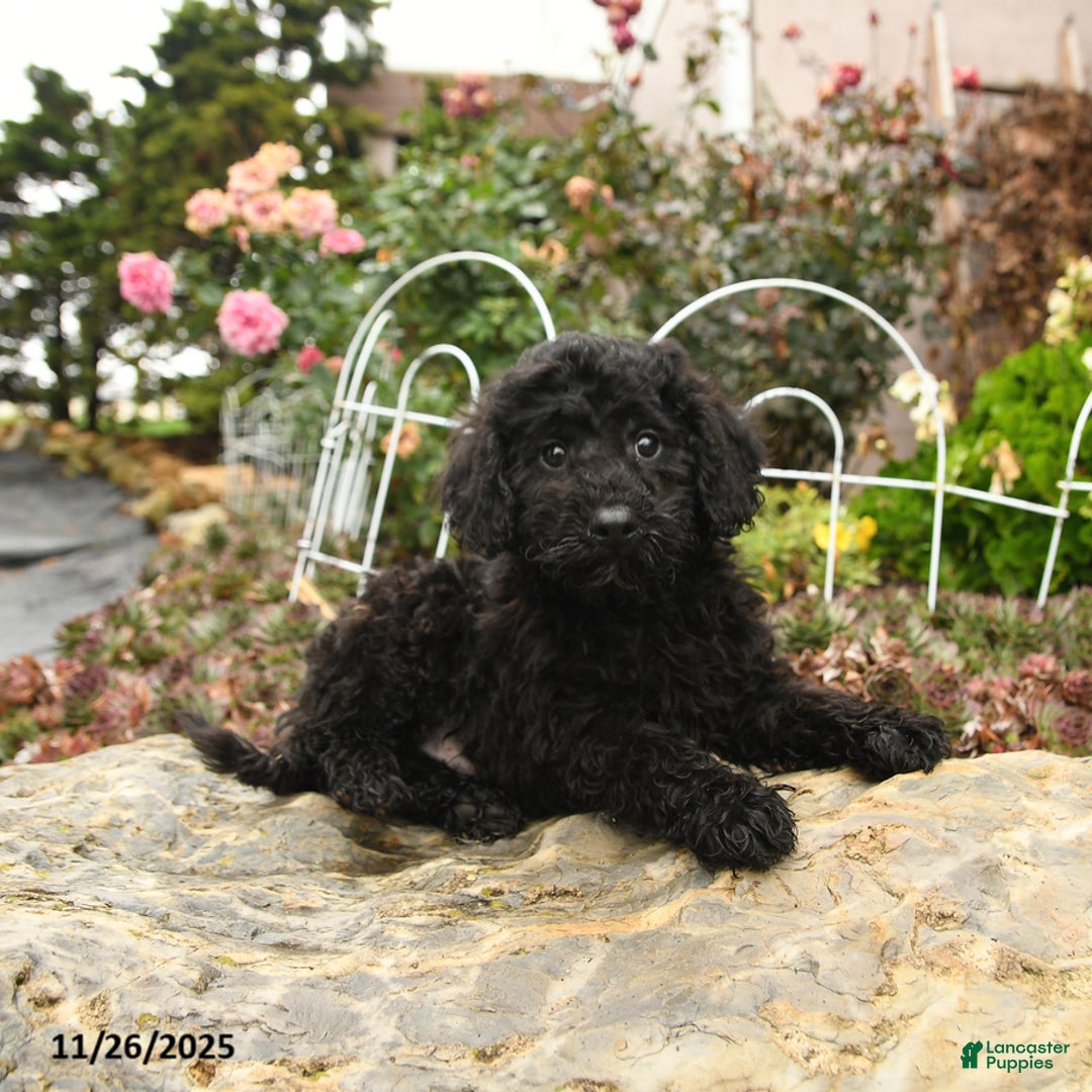 Toy Poodle dogs for sale: Saba - Ad 3
