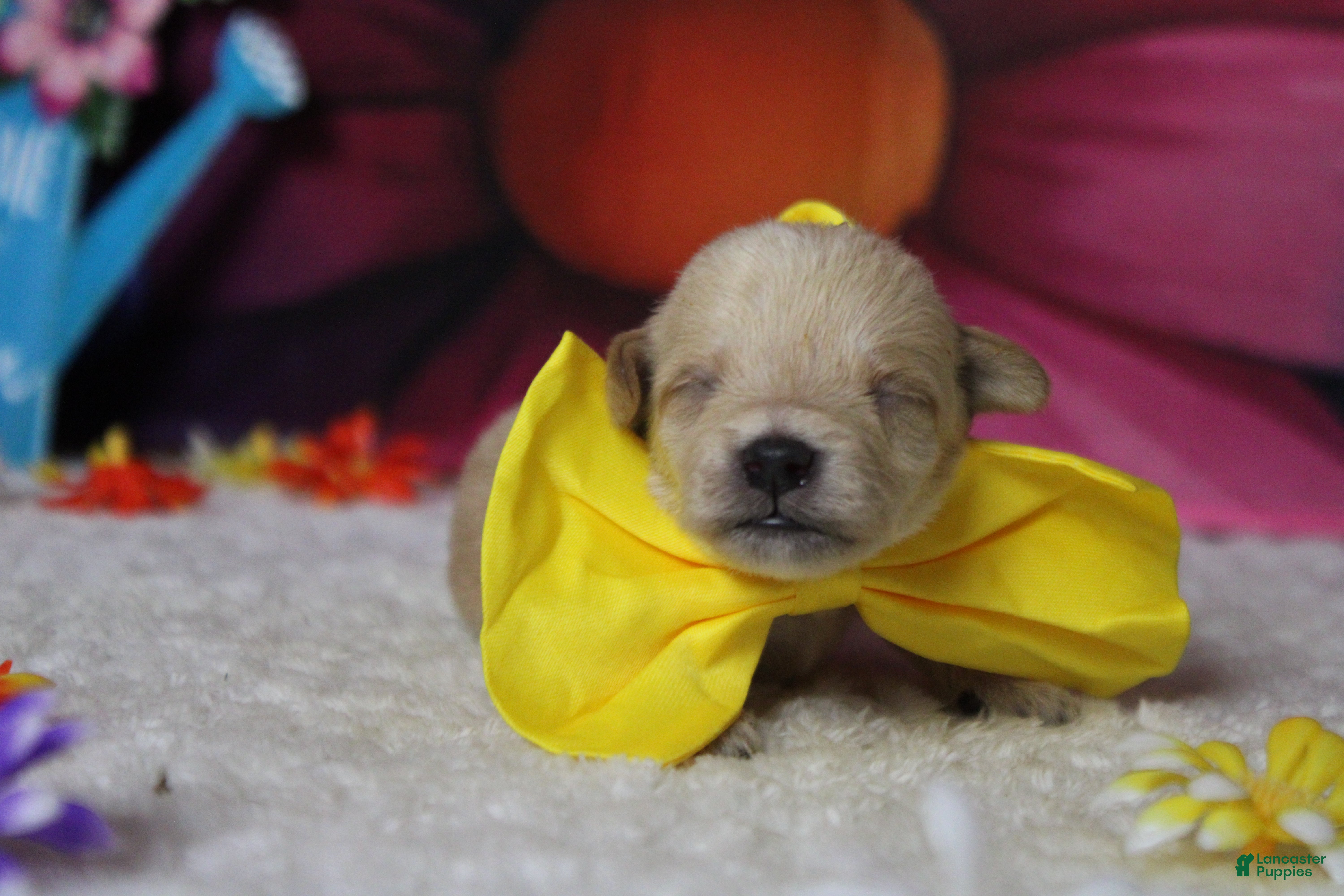 Schnoodle dogs Moscato  - Ad 11