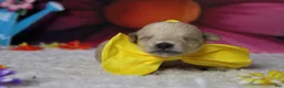 Schnoodle dogs for sale: Moscato  - Ad 1