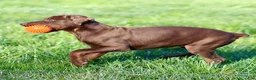 Doberman Pinscher dogs for sale: Christy - Ad 3