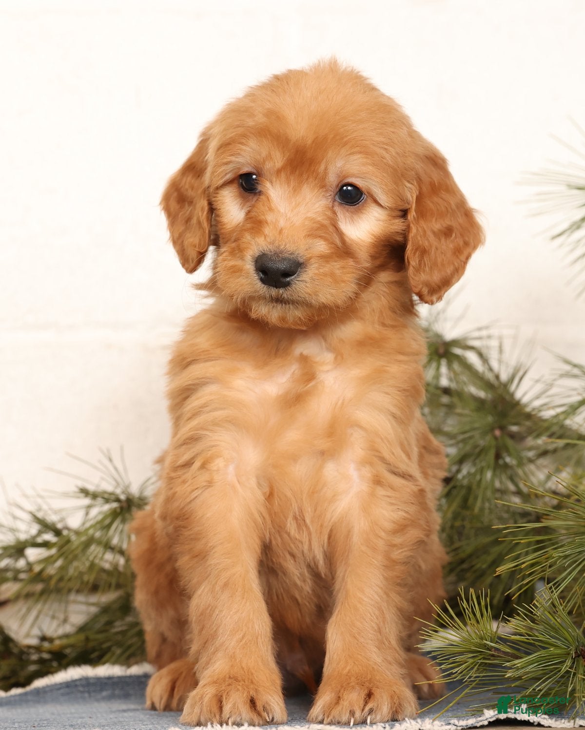 Mini Goldendoodle dogs Melvin - Ad 3
