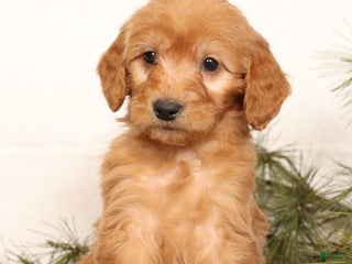 Mini Goldendoodle dogs Melvin - Ad 3