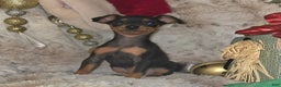 Miniature Pinscher dogs for sale: Rory black and rust  - Ad 2