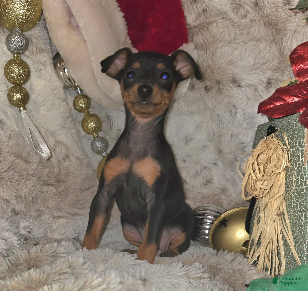 Miniature Pinscher dogs for sale: Rory black and rust  - Ad 2