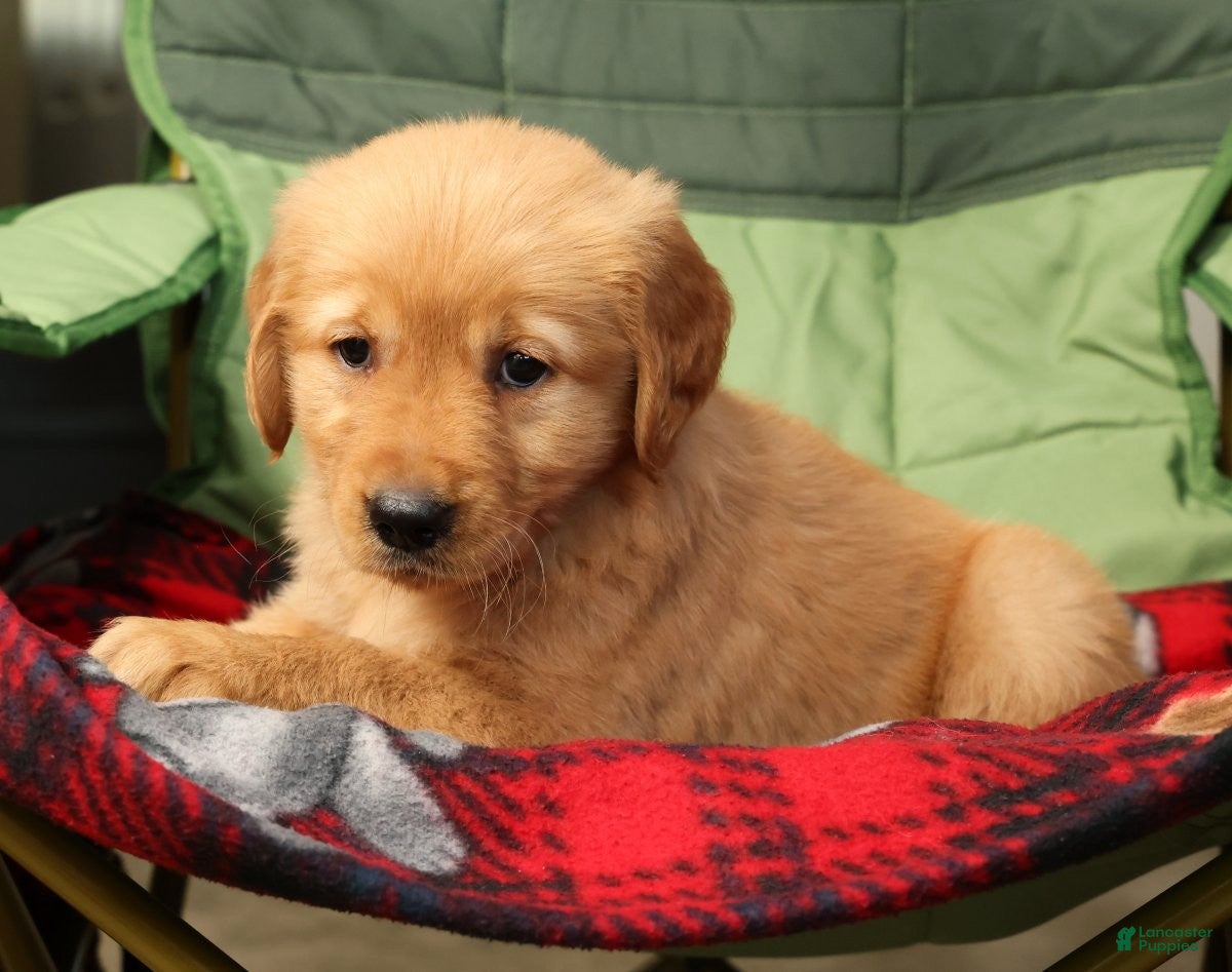 Golden Retriever dogs Genesis - Ad 2