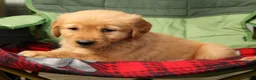 Golden Retriever dogs for sale: Genesis - Ad 2
