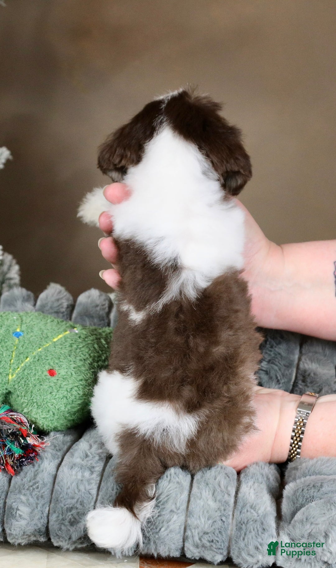 Havanese dogs for sale: Hope - Ad 12