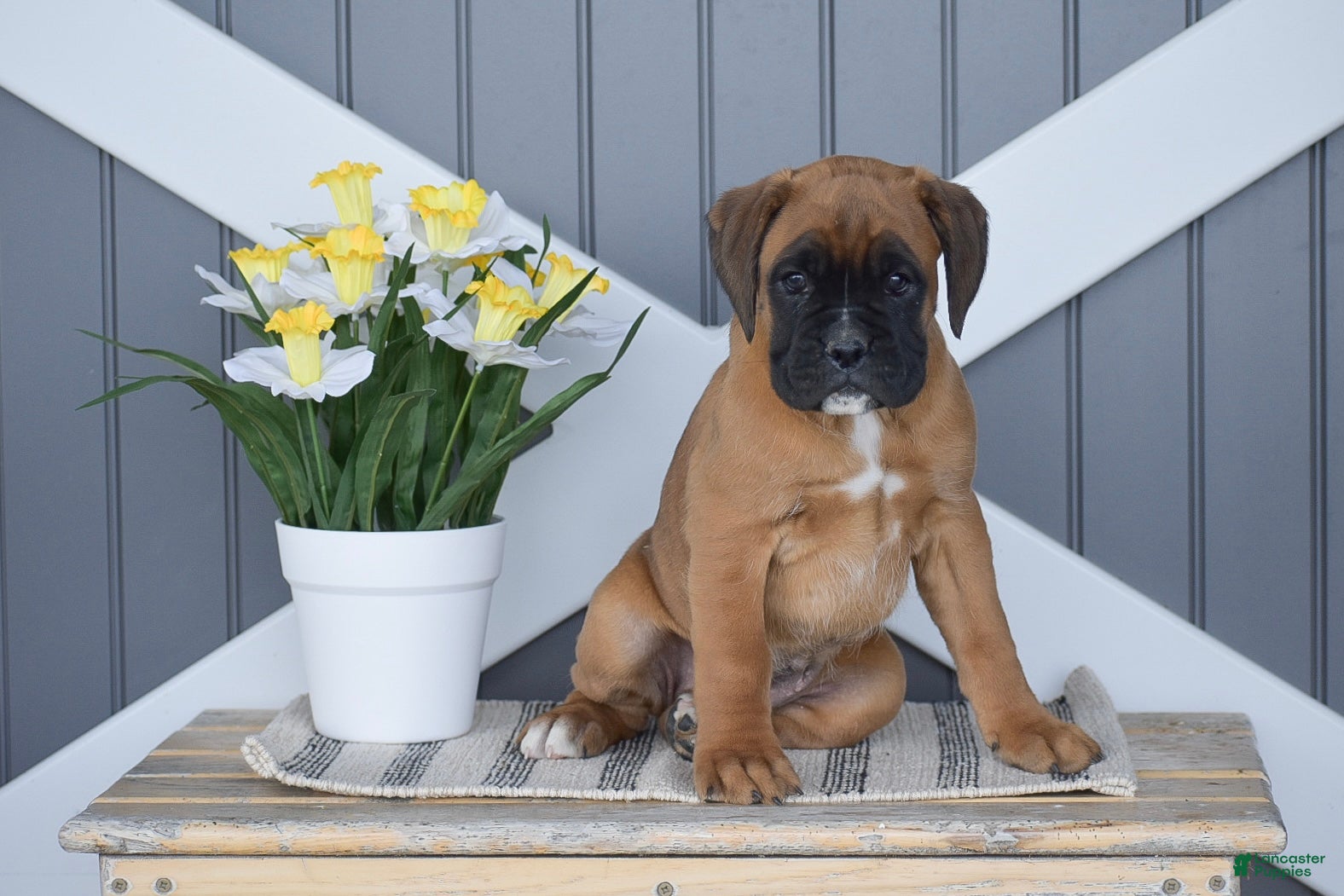 Boxer dogs Gemma - Ad 1