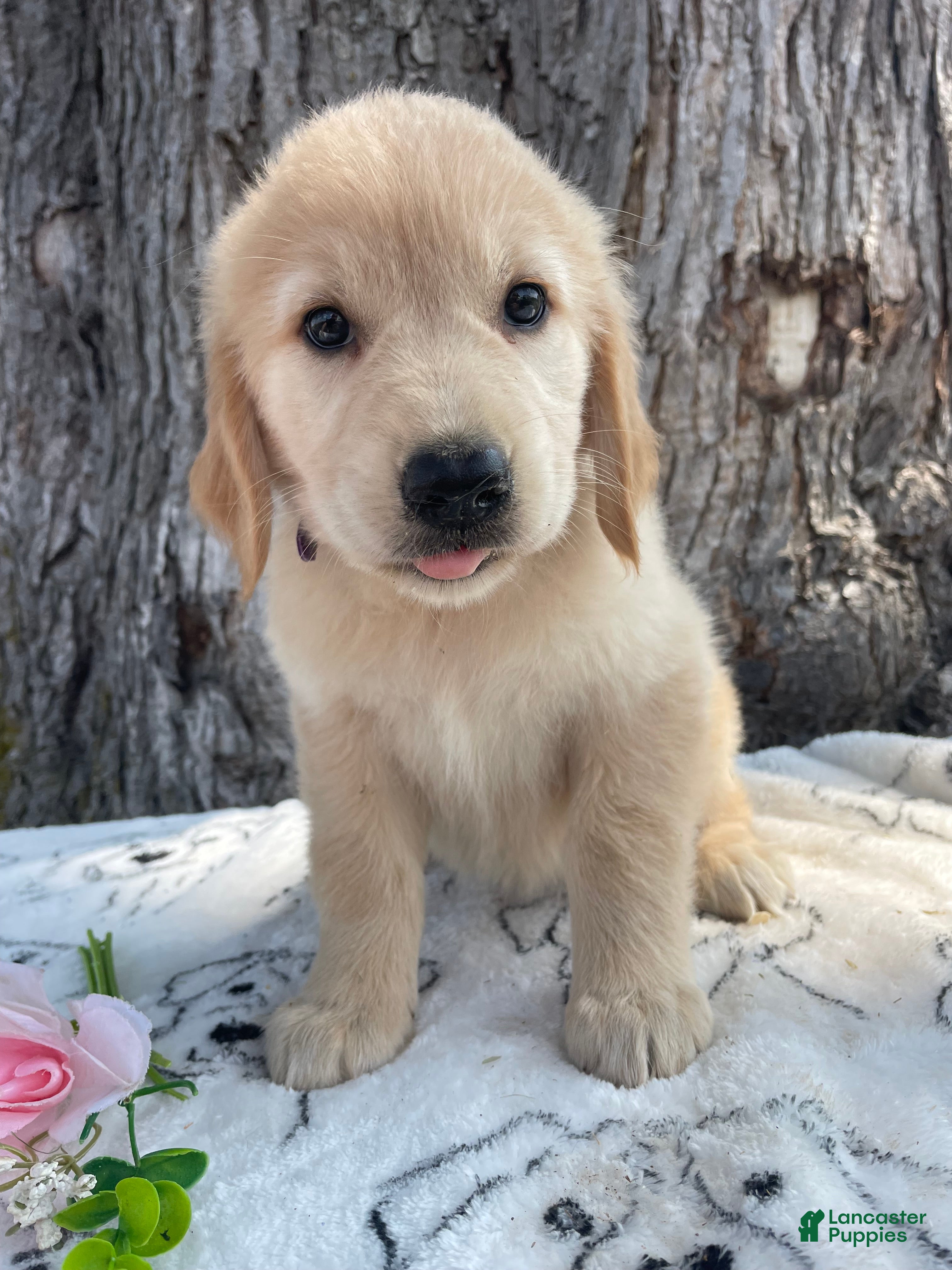 Mixed Breed dogs Ruth - Ad 33