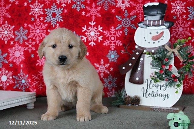 Golden Retriever dogs Clara - Ad 17