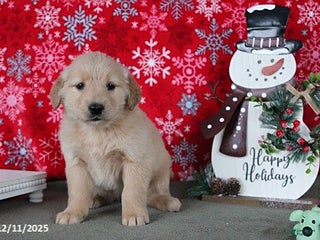 Golden Retriever dogs Clara - Ad 36