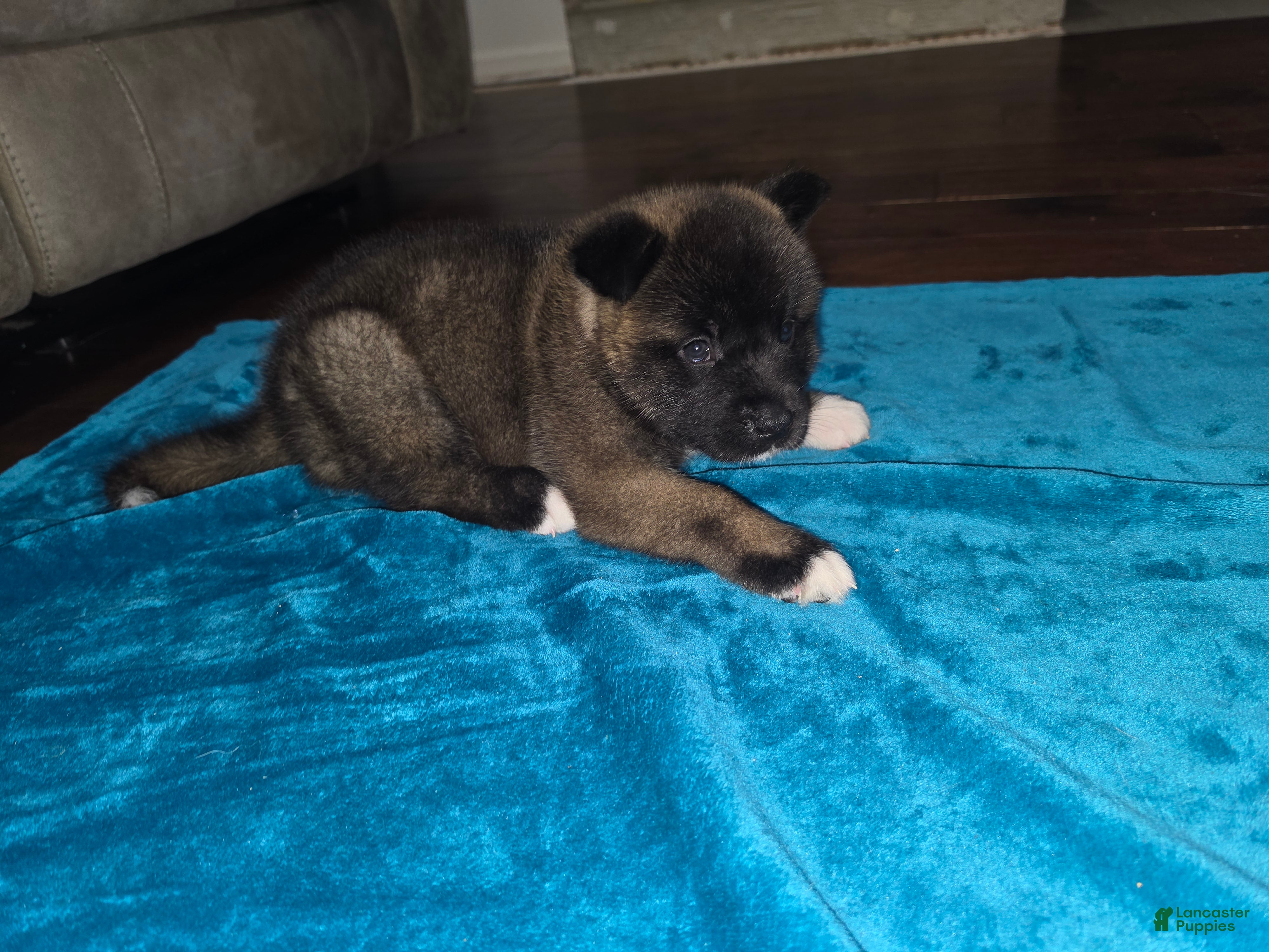 Akita dogs Feta - Ad 2