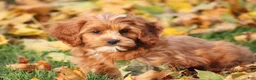 Cavapoo dogs for sale: Bryce - Ad 8