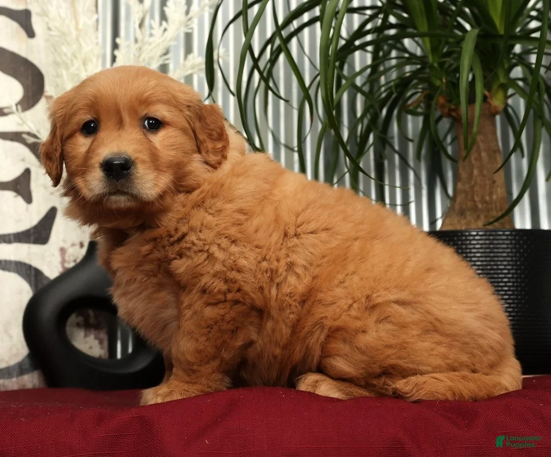 Golden Retriever dogs for sale: Amber - Ad 5