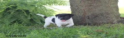Toy Fox Terrier dogs for sale: Tipper - Ad 10