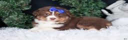 Miniature Australian Shepherd dogs for sale: SPIKE - Ad 3
