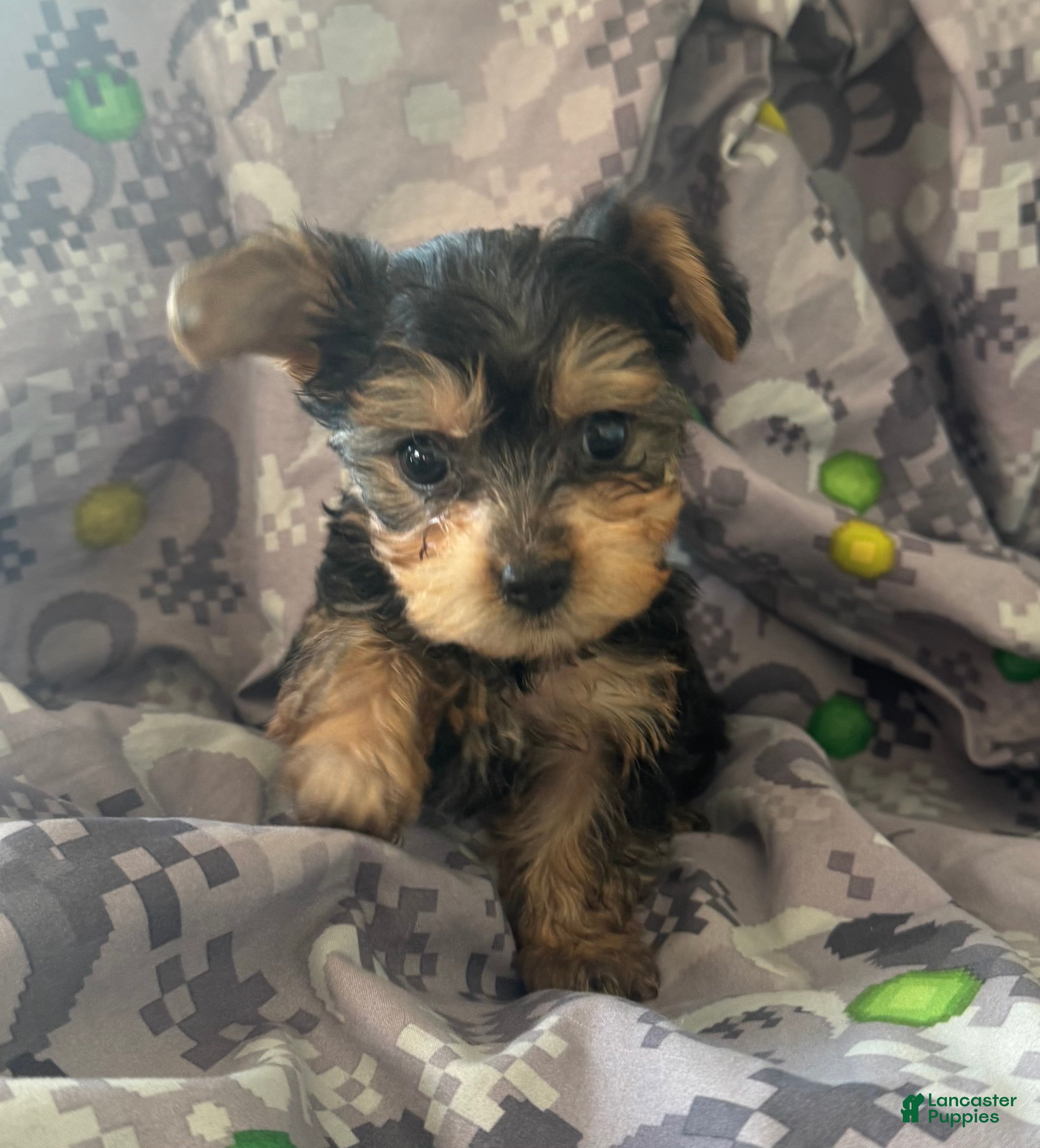 Yorkshire Terrier dogs Yorkshire Terrier  - Ad 11