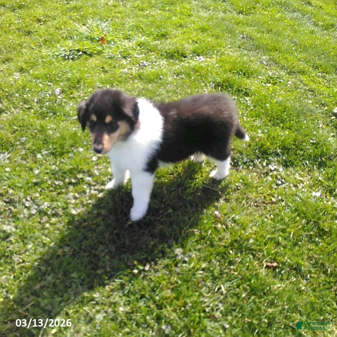 Collie dogs Rascal - Ad 1