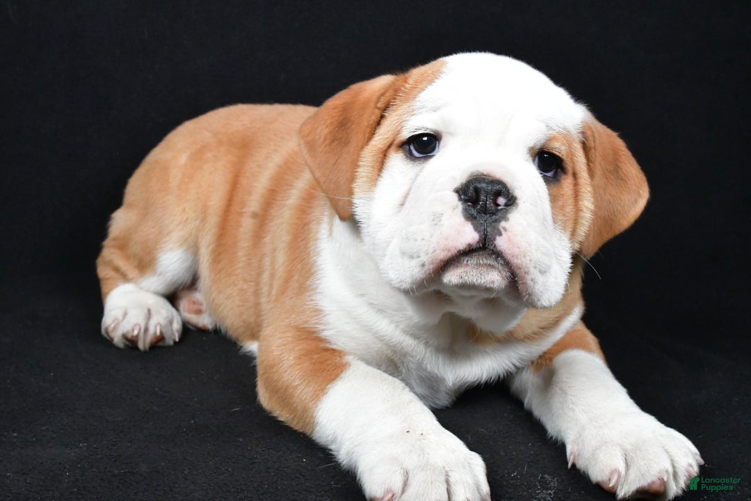 Mixed Breed dogs for sale: Cash - Ad 8