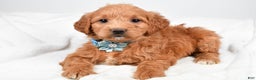 Mini Goldendoodle dogs for sale: Brooklyn - Ad 5