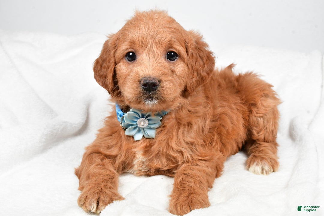 Mini Goldendoodle dogs for sale: Brooklyn - Ad 5