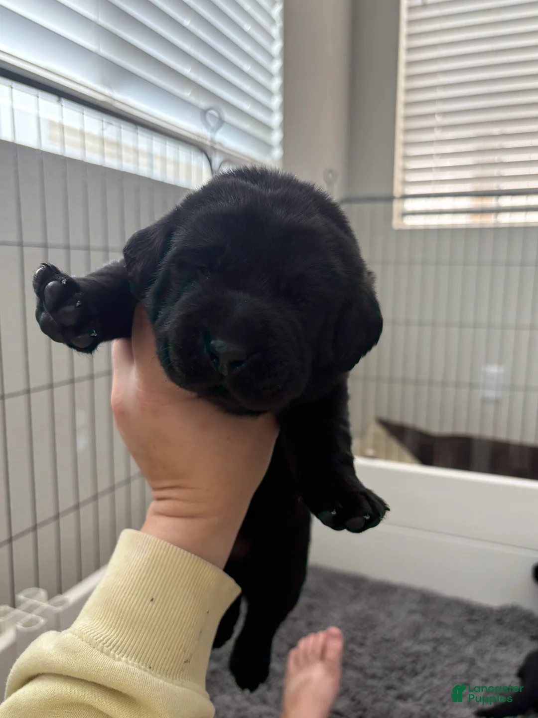 Labrador Retriever dogs for sale: Green collar boy - Ad 1